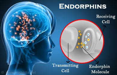 beta endorphin|Types of Endorphins and Other Facts About Them I Psych Central.